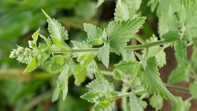 Article Say Goodbye to Expensive Mosquito Sprays — Try Catnip Instead
