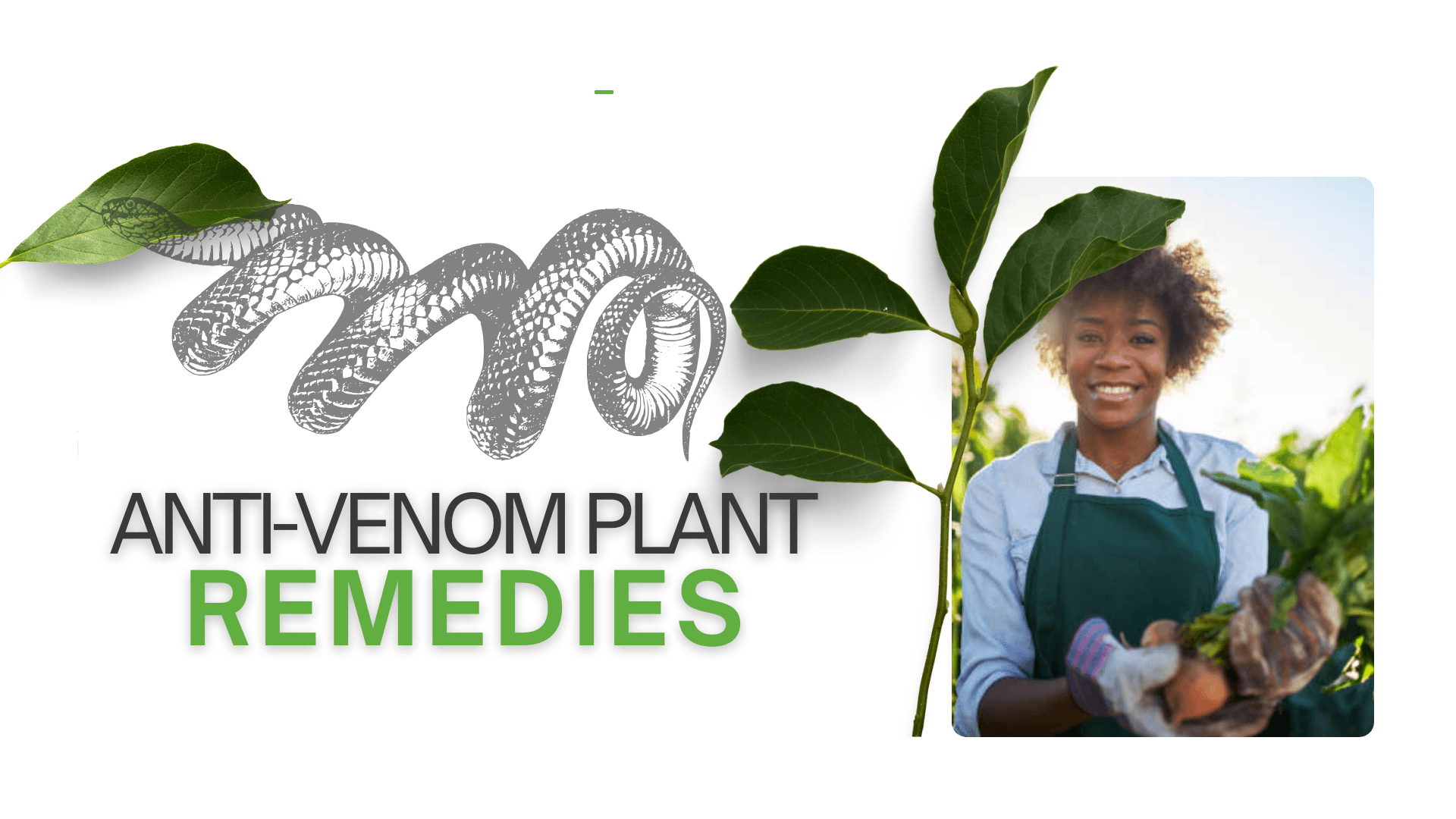 Attested Home Remedies for Venom Exposure